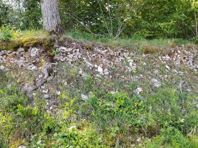 Soil cut of the north slope.jpg