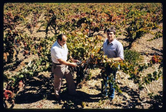 Grape Harvest at Fortino Winery LoC.jpg