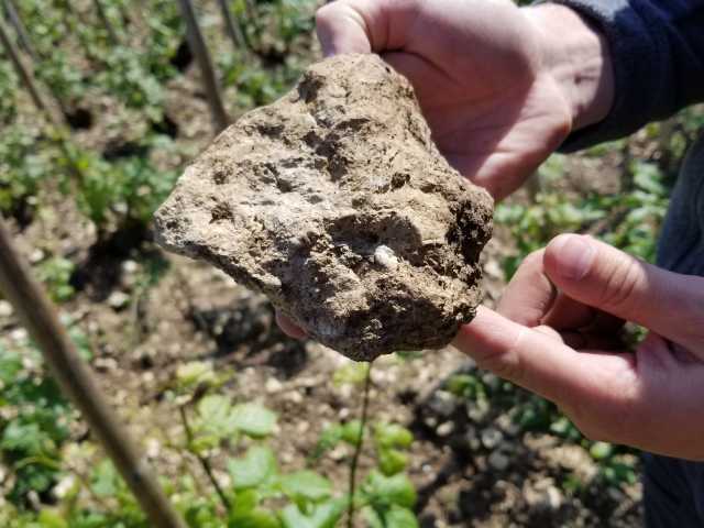 Kimmeridgian soil with tiny oyster shell embedded.jpg