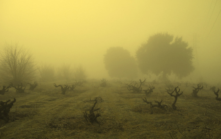 oakley_ghost_vineyard.jpg