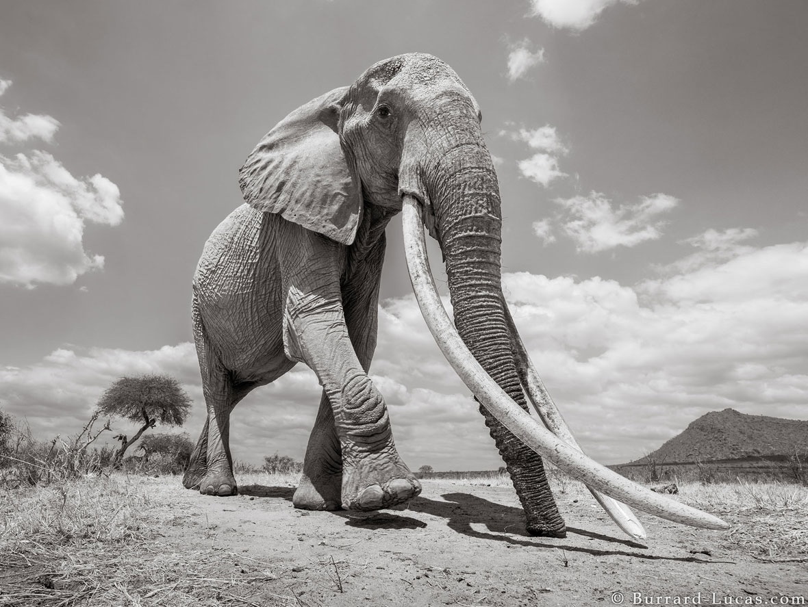 kenya-elephant-tusker-1_2019-03-13.jpg