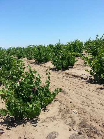 Ancient Carignane Vines.jpg