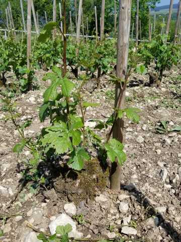70 year old Pinot noir vines in the Gerbais experimental section.jpg