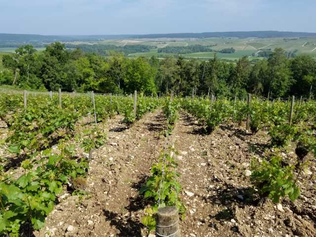 Old vine Chard plot.jpg
