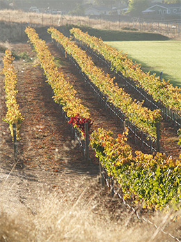 Vineyard2.jpg