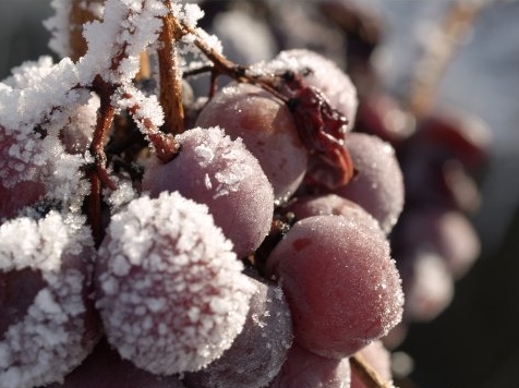Eiswein. -7 Celsius.jpg