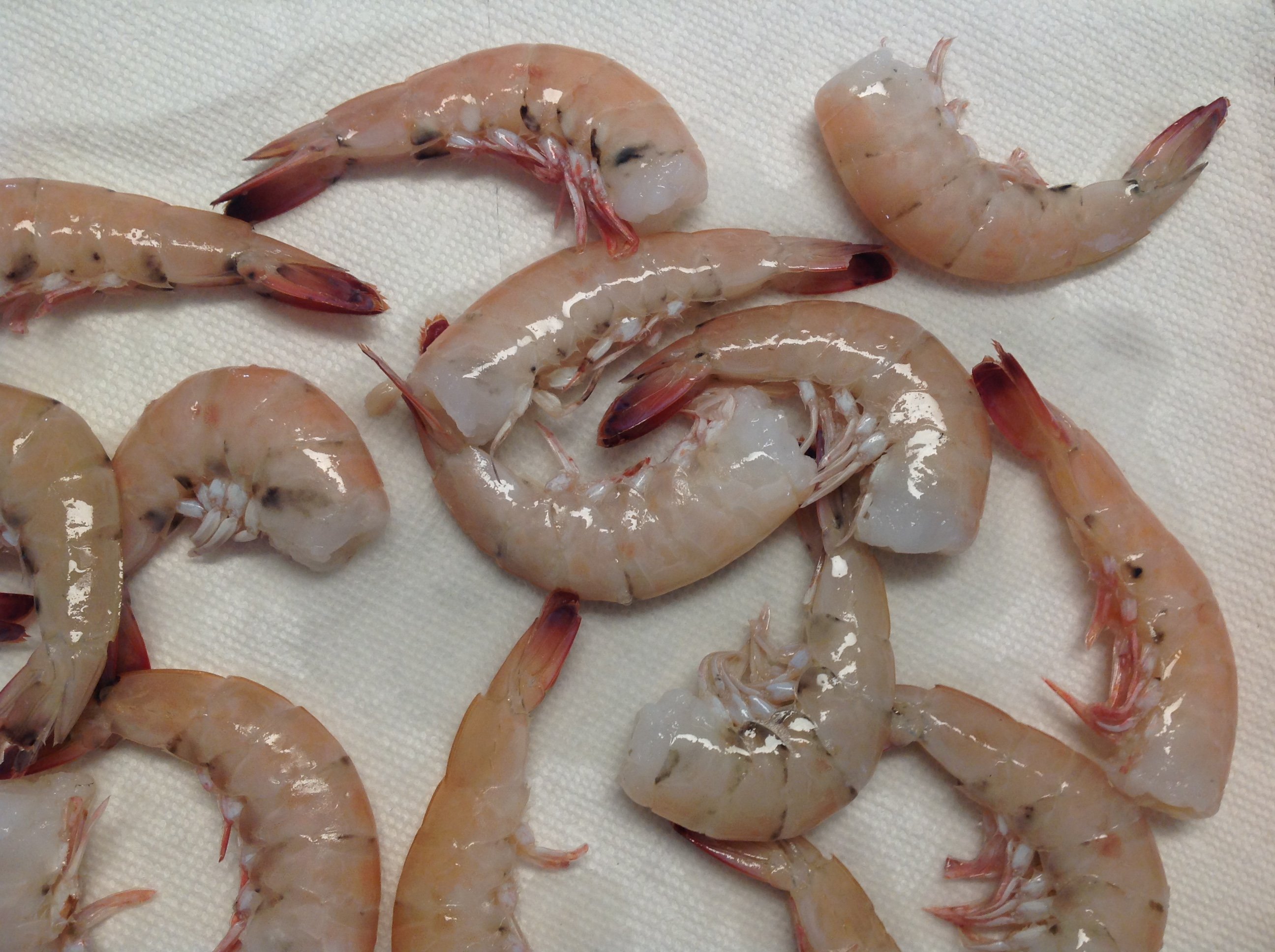 raw shrimp.JPG