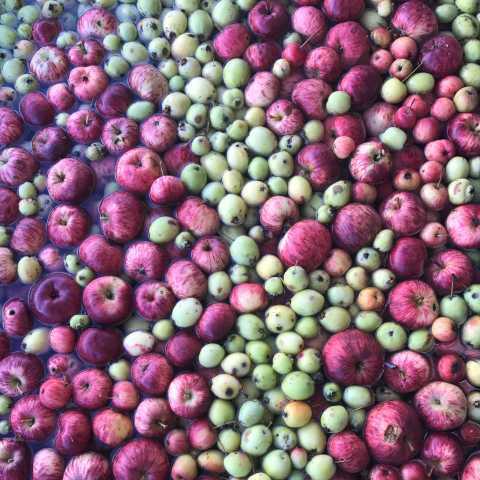 apples foraged.jpeg