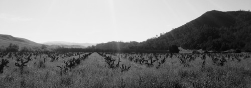 Wirz+Vineyard.jpeg