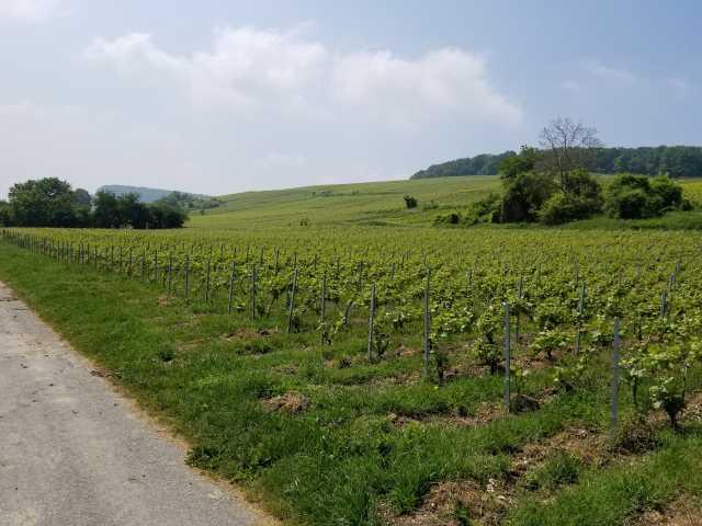 Mousse's plots in Cuisles looking over the slope.jpg