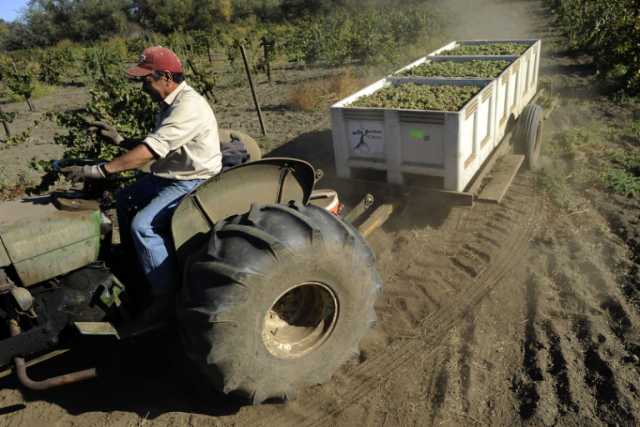 wine_harvest_26.jpg