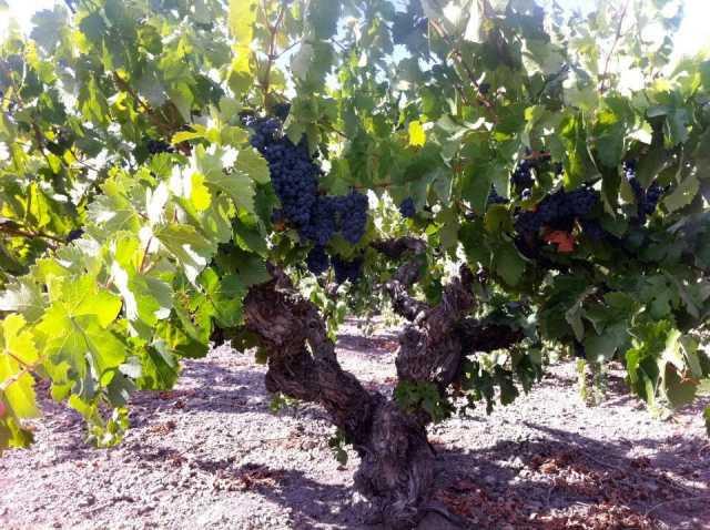 old vine carignan.jpg