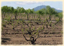 Cline-vineyard.jpg