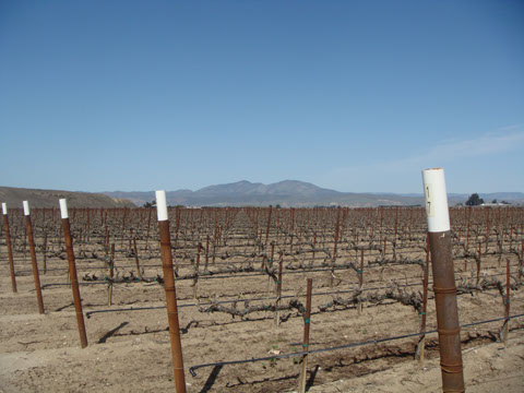 cedar-lane-vineyard.jpg