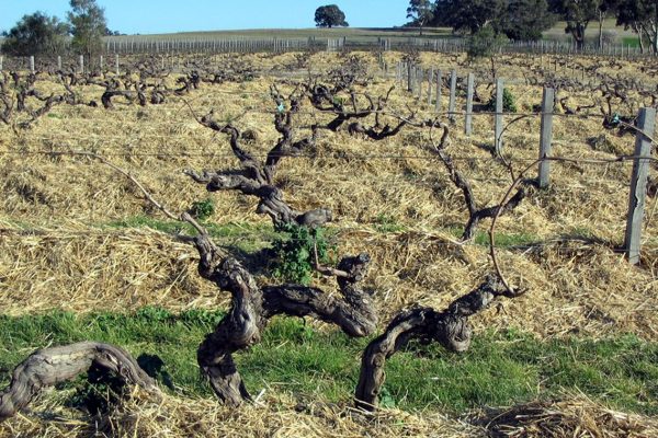 hill-of-grace-old-vines-e1527488685169-600x400.jpg
