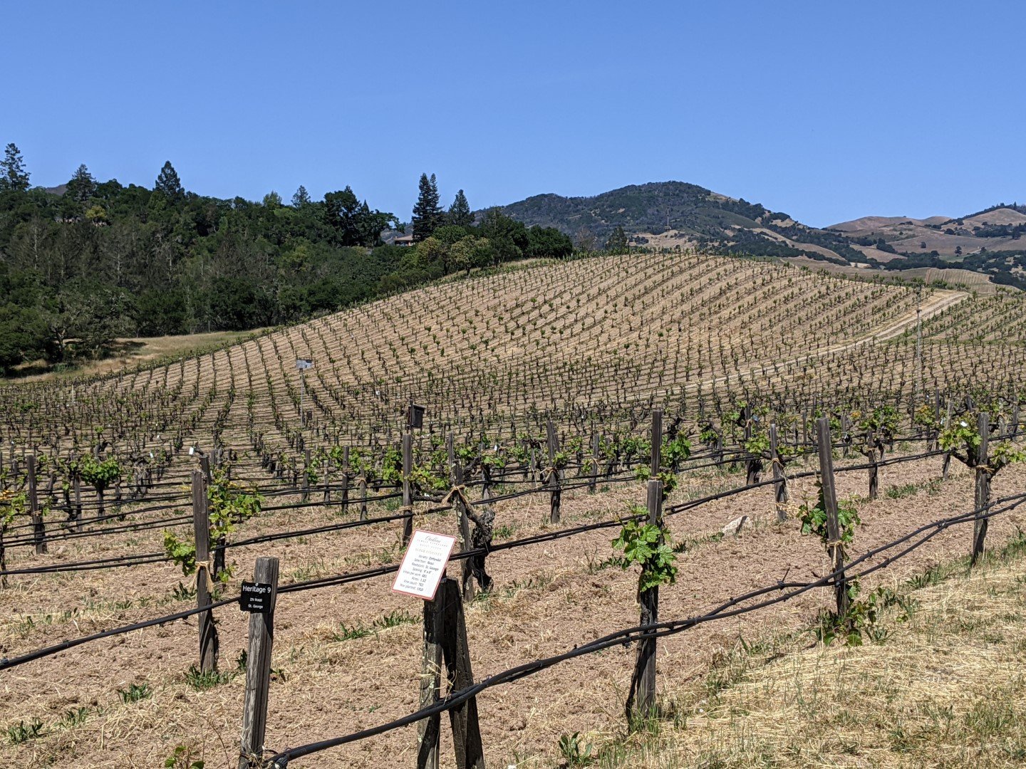 RossiVineyard2 (Large).jpg