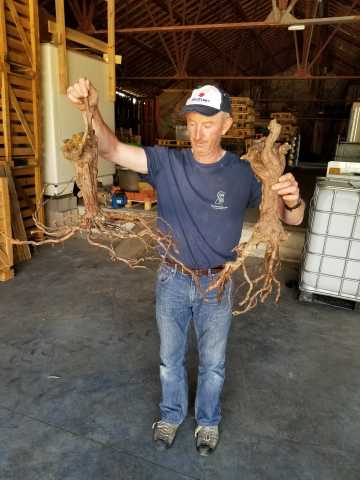 Chemically farmed on left, biodynamic on right...which goes deeper for the treasure of the soils.jpg