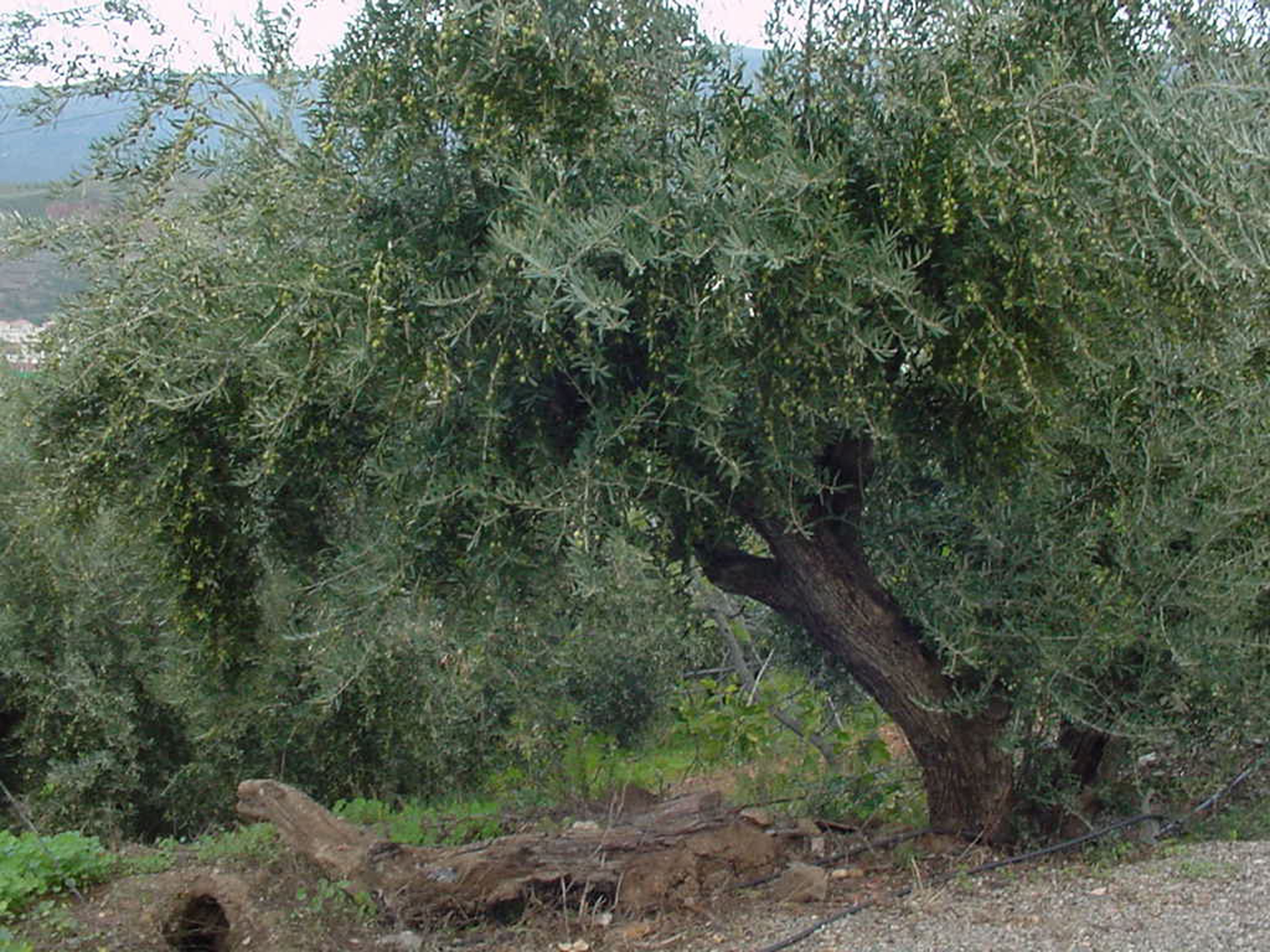Olive tree-vineyard1.jpg
