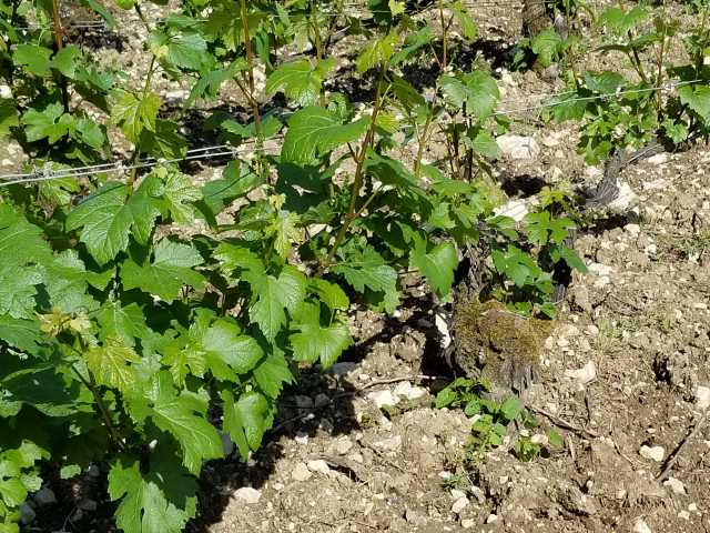50 year old Chard vine.jpg