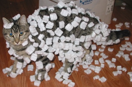 catstyrofoam.jpg