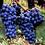 John_M_Fodera